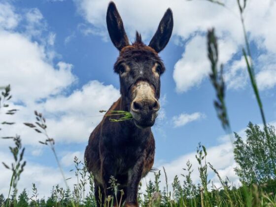 OYG | Eşek, hoşaf, hoş&nbsp;laf…
